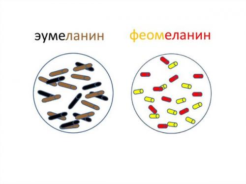 Таблица цветов для колориста. Фон осветления —, что это такое? 12