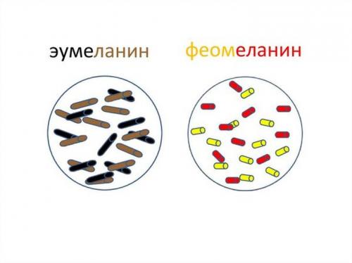 Таблица цветов для колориста. Фон осветления —, что это такое?