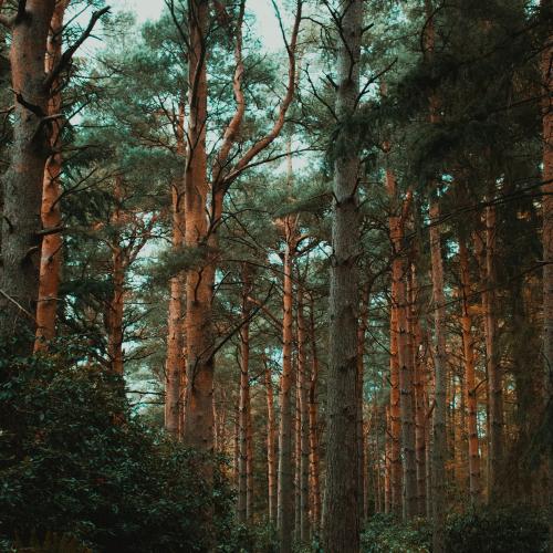 Как мы построили свой деревянный дом мечты 03