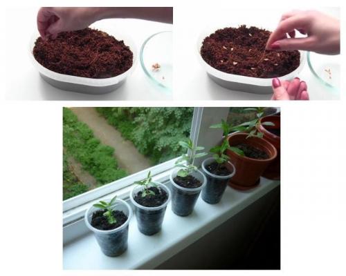 Гранатовое дерево из косточки. И декоративное, и полезное дерево из тропиков у вас дома —, как вырастить гранат из косточки