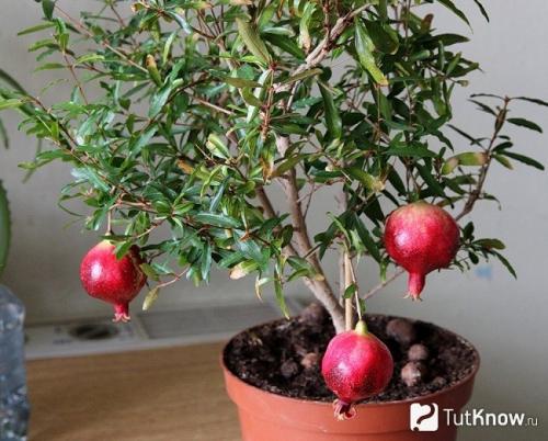 Дерево гранатовое дома. Карликовый гранат и его разновидности 11 Дерево гранатовое дома. Карликовый гранат и его разновидности 11
