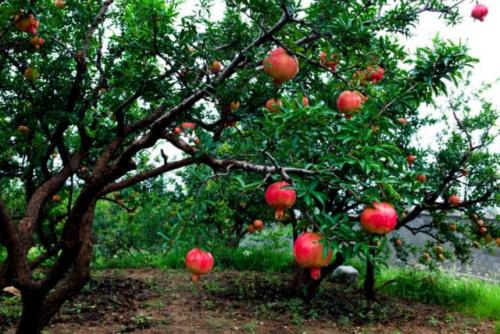 Дерево гранатовое дома. Карликовый гранат и его разновидности 07 Дерево гранатовое дома. Карликовый гранат и его разновидности 07