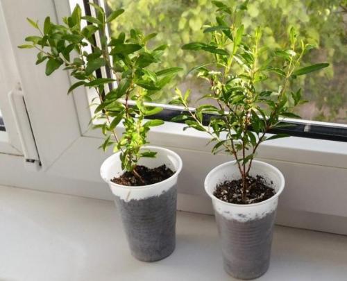 Гранатовое дерево из косточки. И декоративное, и полезное дерево из тропиков у вас дома —, как вырастить гранат из косточки