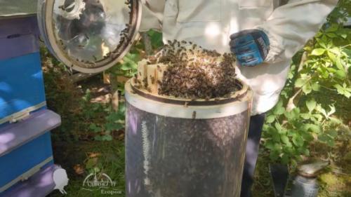 Разведение пчел в бутылке. Преимущества разведения пчел в пластиковых бутылках