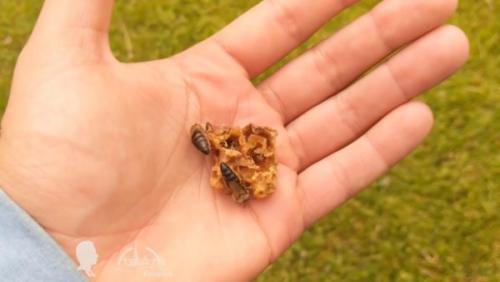 Ловушка для пчел из пластиковой бутылки. Улей радостных пчел в пластиковой бутылке