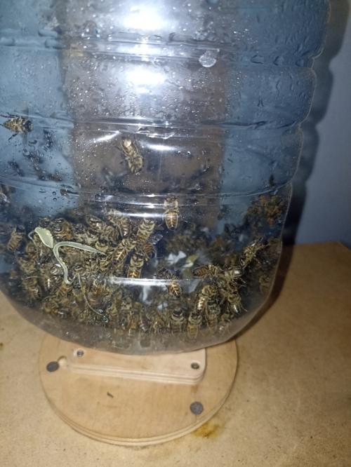 Улей из бутылки. Ускоренный курс молодого пчеловода