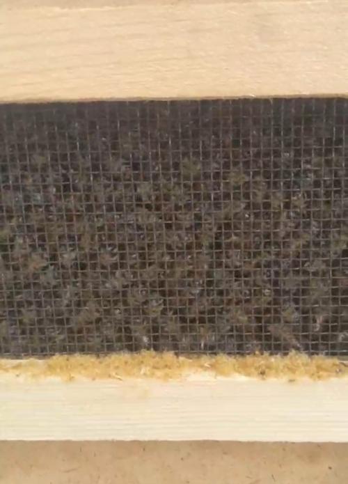 Разведение пчел в бутылке. Ускоренный курс молодого пчеловода