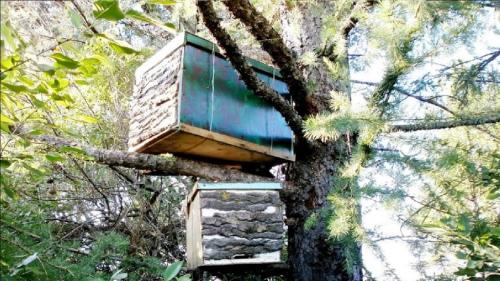 Ловушка для пчел своими руками. Делаем ловушки для пчёл самостоятельно