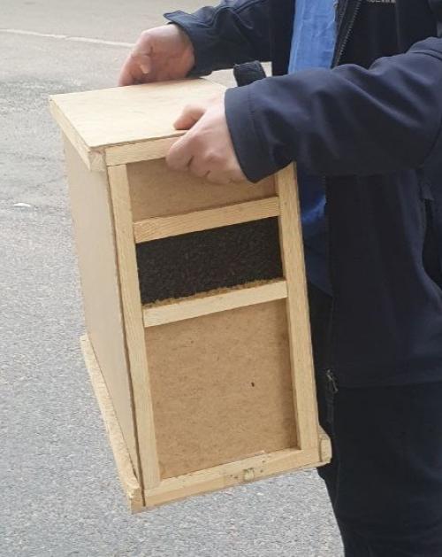 Разведение пчел в бутылке. Ускоренный курс молодого пчеловода