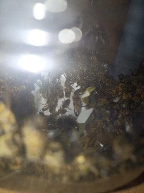 Разведение пчел в бутылке. Ускоренный курс молодого пчеловода