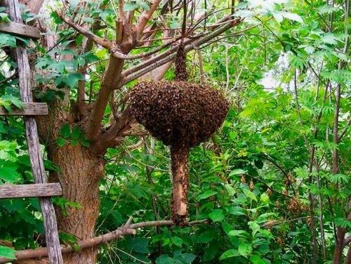Мазь для привлечения роев в ваши ловушки. Инструкция по применению для привлечения пчел