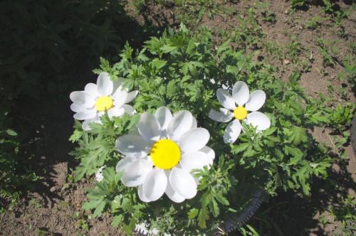 Весёлые пчёлки из пластиковых бутылок своими руками 05