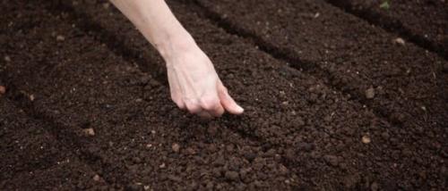 Какие растения можно сажать под зиму. Посадка культур под зиму, что лучше посадить осенью на огороде