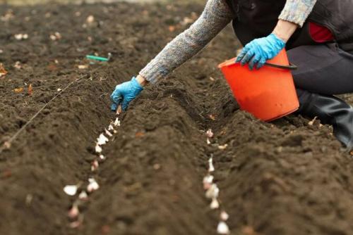 Какие растения можно сажать под зиму. Посадка культур под зиму, что лучше посадить осенью на огороде