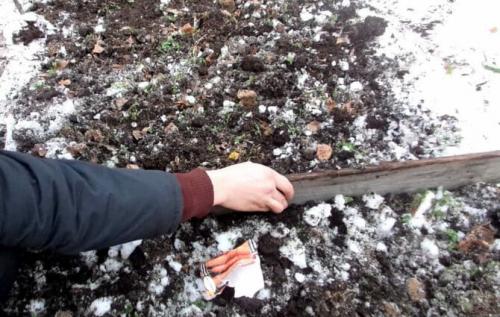 Какие растения можно сажать под зиму. Посадка культур под зиму, что лучше посадить осенью на огороде