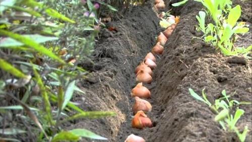 Какие растения можно сажать под зиму. Посадка культур под зиму, что лучше посадить осенью на огороде