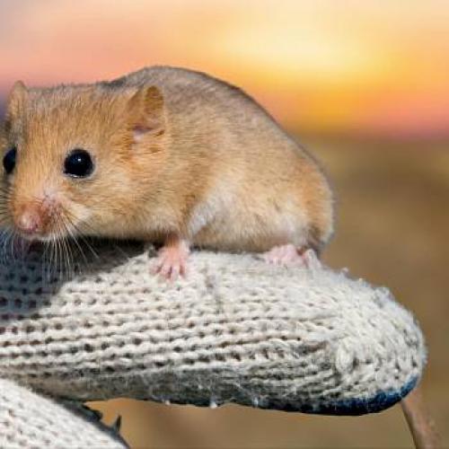 Ламинат на кухню: плюсы и минусы 05