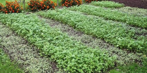 Сидераты овес или горчица. Сидераты –, что это, какие лучше сеять и когда как использовать