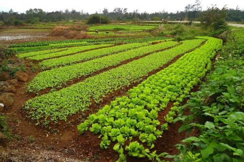 Сидераты овес или горчица. Сидераты –, что это, какие лучше сеять и когда как использовать