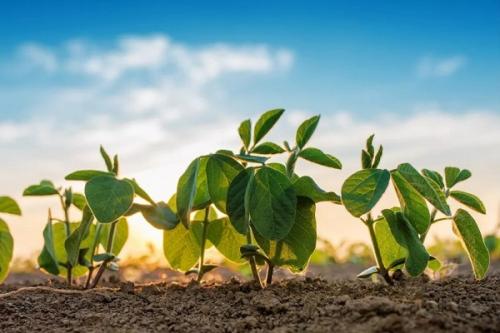 Сидераты овес или горчица. Сидераты –, что это, какие лучше сеять и когда как использовать