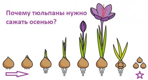 Как подготовить тюльпаны к посадке осенью. Когда сажать тюльпаны осенью?