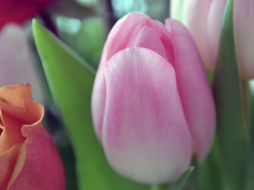 Как посадить тюльпаны под зиму. Посадка тюльпанов под зиму в грунт