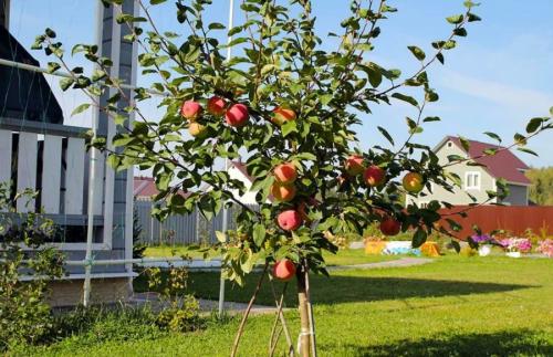 До какой температуры можно сажать деревья. Как правильно сажать деревья осенью: сроки, этапы посадки и разновидности