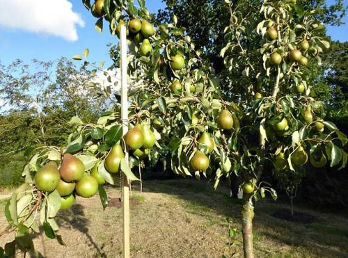 До какой температуры можно сажать деревья. Как правильно сажать деревья осенью: сроки, этапы посадки и разновидности