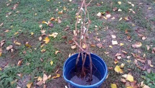 До какой температуры можно сажать деревья. Как правильно сажать деревья осенью: сроки, этапы посадки и разновидности