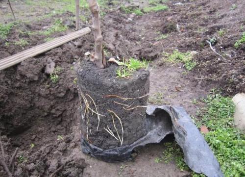 До какой температуры можно сажать деревья. Как правильно сажать деревья осенью: сроки, этапы посадки и разновидности