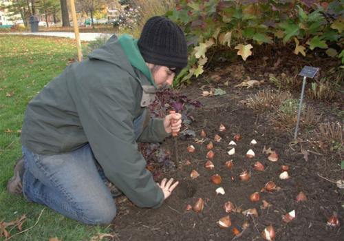 Пересадка тюльпанов осенью. Посадка тюльпанов осенью под зиму – сроки и особенности посадки