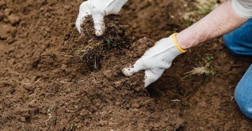 4 главных ошибки при посадке тюльпанов осенью. Посадка тюльпанов осенью в грунт: что учесть, чтобы не наделать ошибок