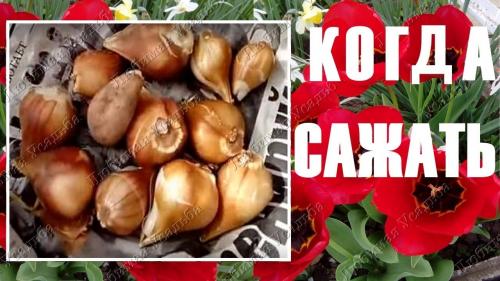 4 главных ошибки при посадке тюльпанов осенью. Посадка тюльпанов осенью в грунт: что учесть, чтобы не наделать ошибок 11 4 главных ошибки при посадке тюльпанов осенью. Посадка тюльпанов осенью в грунт: что учесть, чтобы не наделать ошибок 11