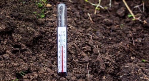 4 главных ошибки при посадке тюльпанов осенью. Посадка тюльпанов осенью в грунт: что учесть, чтобы не наделать ошибок