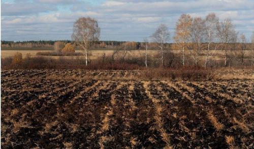 4 главных ошибки при посадке тюльпанов осенью. Посадка тюльпанов осенью в грунт: что учесть, чтобы не наделать ошибок