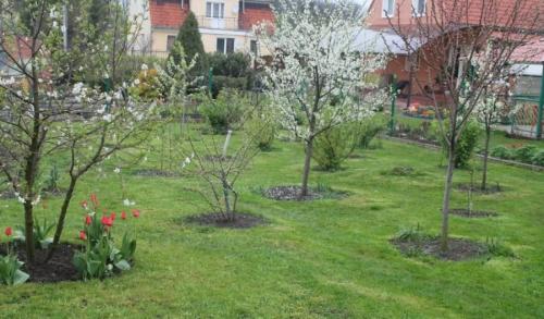 До какой температуры можно сажать деревья. Как правильно сажать деревья осенью: сроки, этапы посадки и разновидности