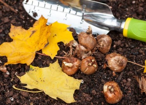 Как подготовить тюльпаны к посадке осенью. Когда сажать тюльпаны осенью?