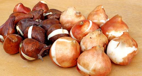 Пересадка тюльпанов осенью. Посадка тюльпанов осенью под зиму – сроки и особенности посадки