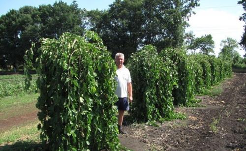 До какой температуры можно сажать деревья. Как правильно сажать деревья осенью: сроки, этапы посадки и разновидности