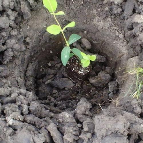 Осенняя посадка на участке. Лайфхаки осенней посадки 21 Осенняя посадка на участке. Лайфхаки осенней посадки 21