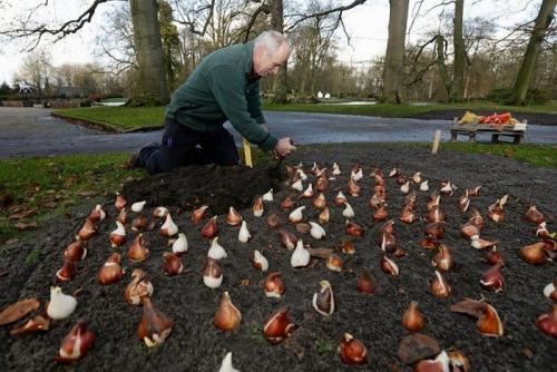 4 главных ошибки при посадке тюльпанов осенью. Посадка тюльпанов осенью в грунт: что учесть, чтобы не наделать ошибок