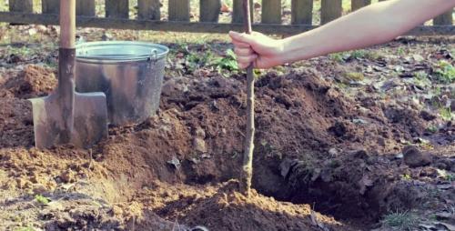 До какой температуры можно сажать деревья. Как правильно сажать деревья осенью: сроки, этапы посадки и разновидности