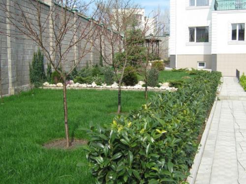 Когда лучше сажать деревья осенью или весной в украине. Самое подходящее время