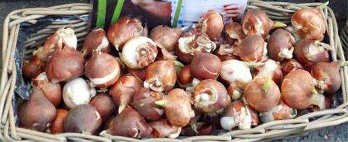 Пересадка тюльпанов осенью. Посадка тюльпанов осенью под зиму – сроки и особенности посадки