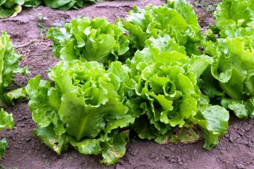 Что сажать в сентябре на даче в открытый грунт. Что сажать на огороде в сентябре в открытый грунт