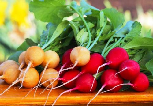 Что сажать в сентябре на даче в открытый грунт. Что сажать на огороде в сентябре в открытый грунт