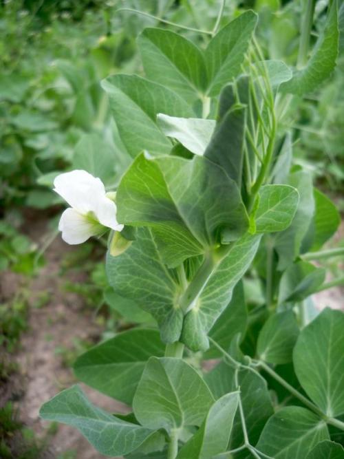 Фацелия после картофеля. Фацелия и другие, или Зачем я сею сидераты