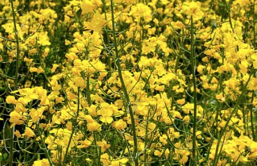 5 лучших сидератов для картофеля осенью. Какие сидераты подойдут для картофеля 05