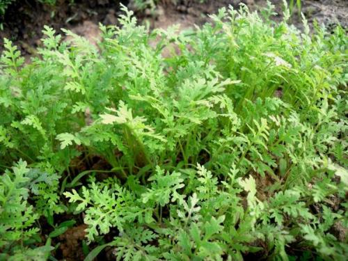 Фацелия после картофеля. Фацелия и другие, или Зачем я сею сидераты