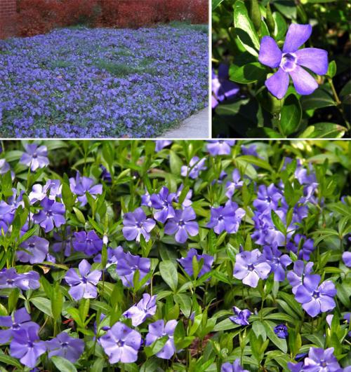 Многолетние цветы, цветущие все лето. Описание садовых многолетних цветов для дачи с названиями и фото